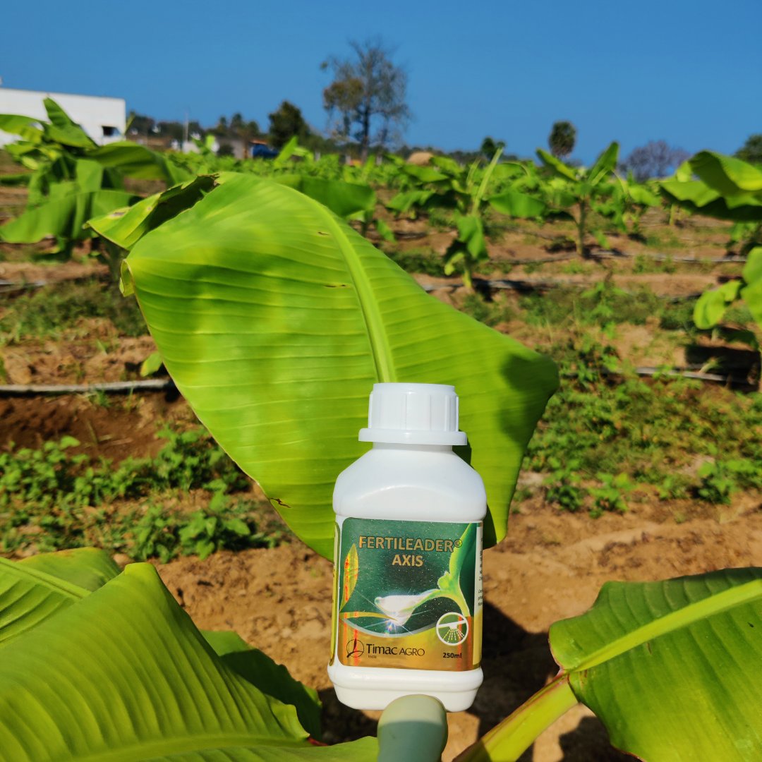 Preparing banana crops for adverse conditions. Treated with Fertileader Axis for optimal growth &amp; to withstand drought. #TimaCagroIndia