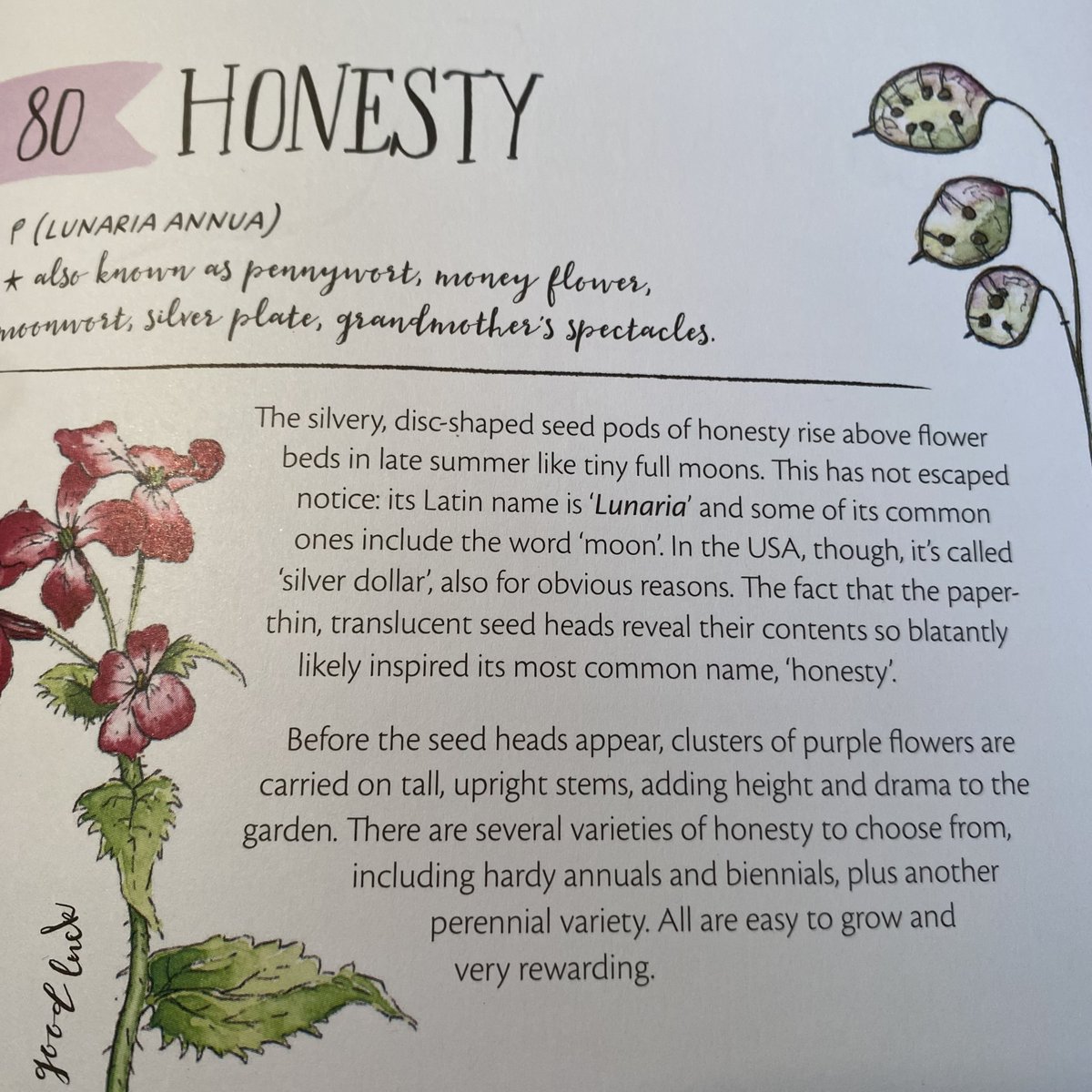 Legend has it that honesty (Lunaria annua) only thrives where the gardener is of good character. 
One of the 100 seeds that are good to grow in my new book The Magic of Seeds, out now!