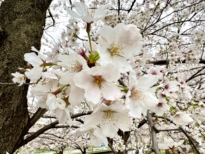 溜まってた事務仕事も無事に消化できたのでカミさんと桜眺めたあとパック寿司で一杯やりました 