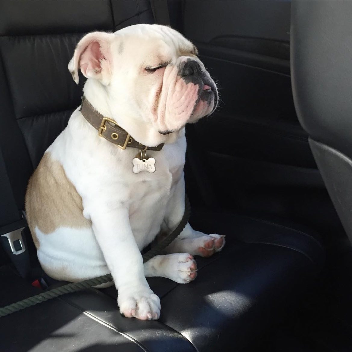 I don't like sitting in the back seat 🤣🤣

#bulldogpuppies #dogsoftwitter