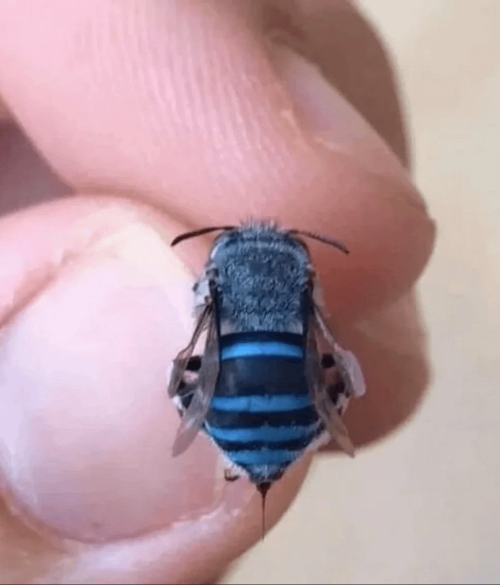 AvatarDomy's tweet photo. Not all bees are yellow and brown. This is a northern blue banned bee https://t.co/eMF26zs2LL