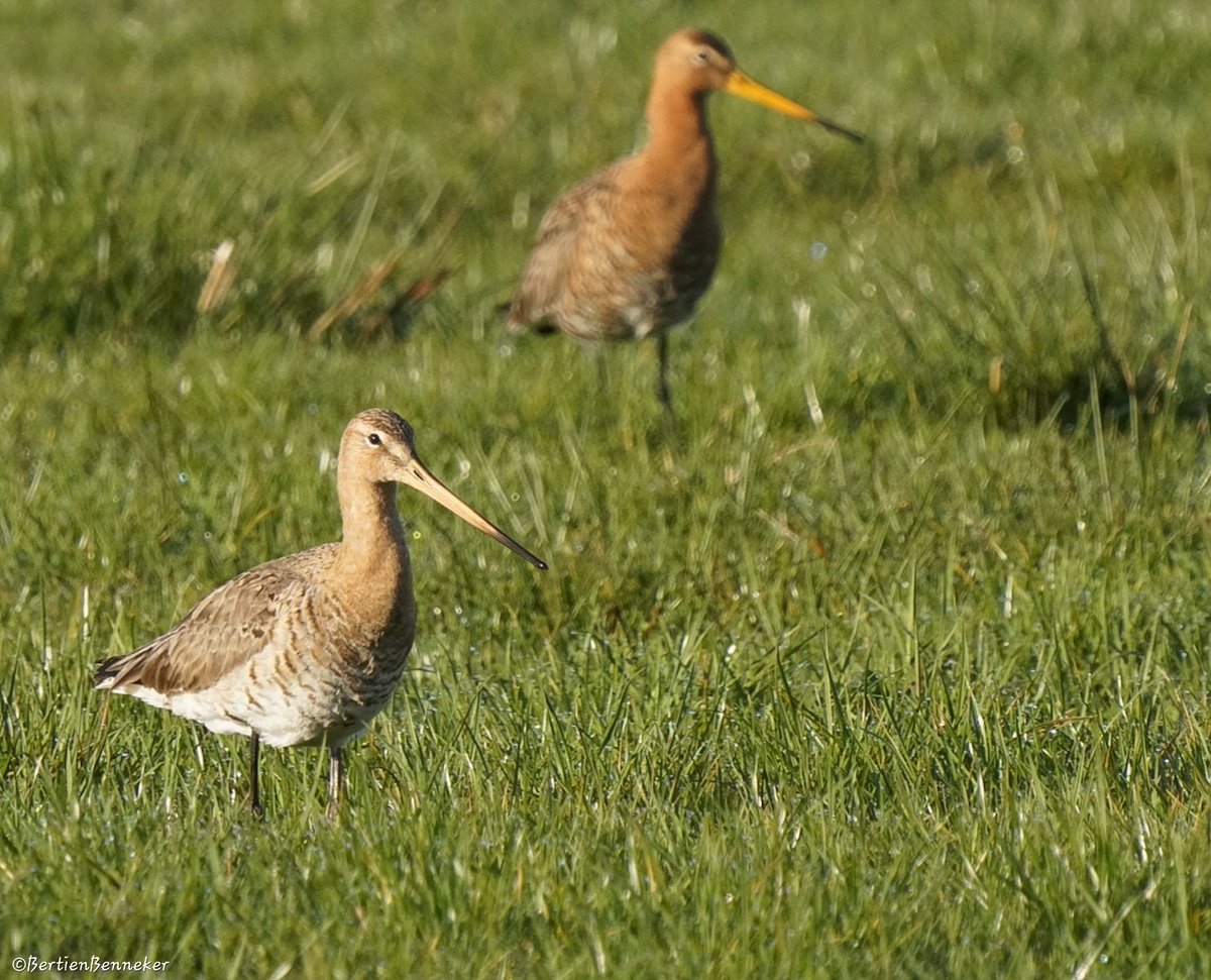 _Bertien_'s tweet image. De #grutto en de #wulp #weidevogels 💚