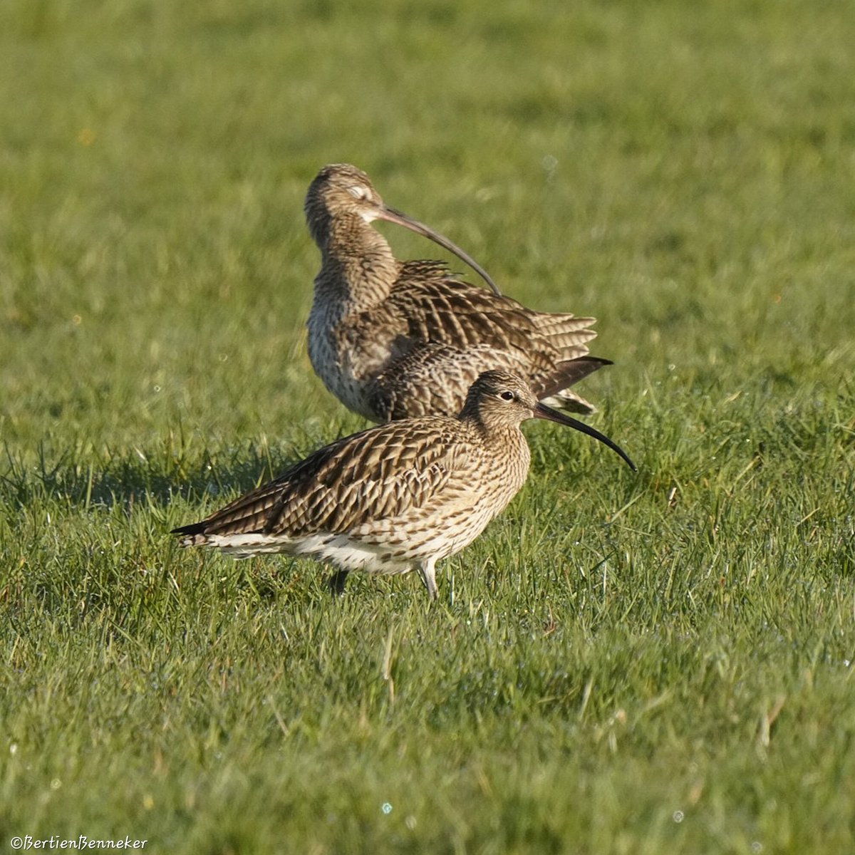 _Bertien_'s tweet image. De #grutto en de #wulp #weidevogels 💚