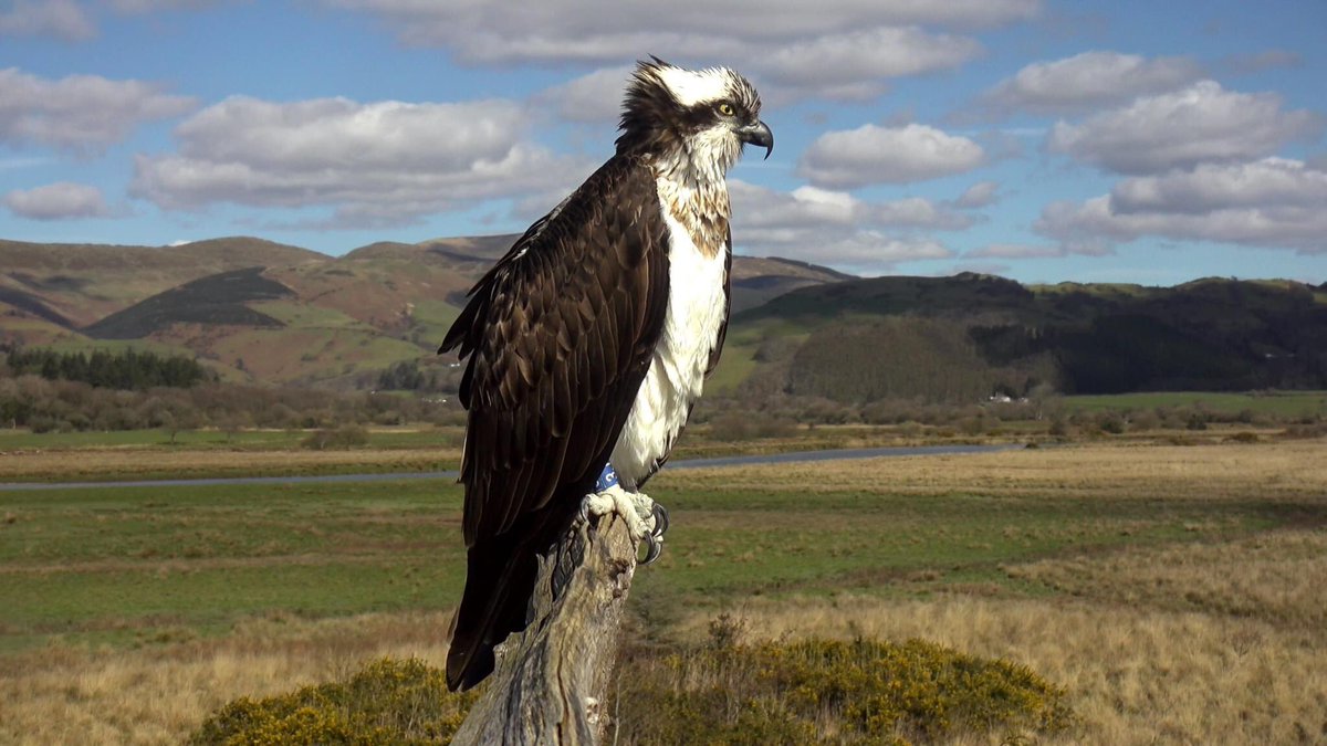 Dyfi Osprey Project tweet media