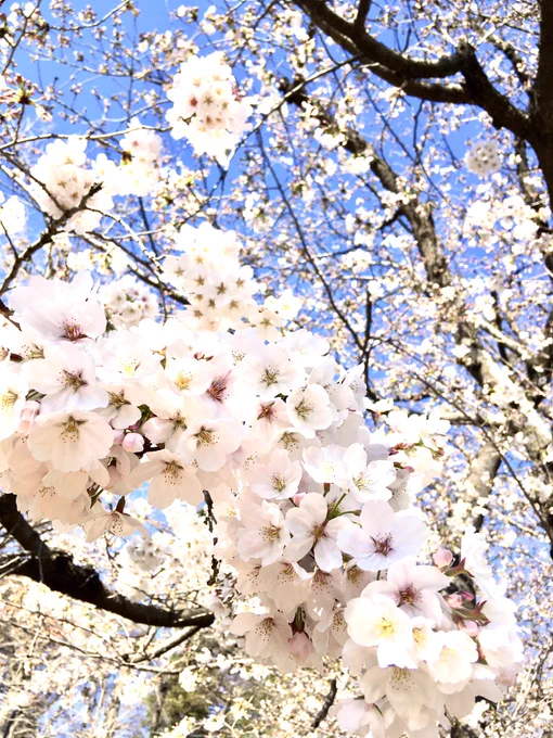 春の鈴#さくらの日#桜 