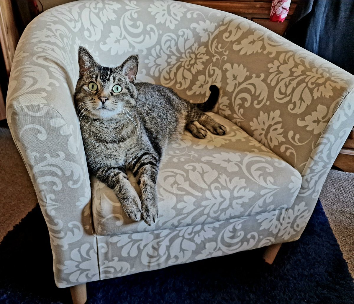 tiggystephens's tweet photo. Just chilling on my oawesome chair 🐾 🐾 xx #tiggytime #CatsOfTwitter  #CatsOnTwitter https://t.co/bZcUJiLEkH