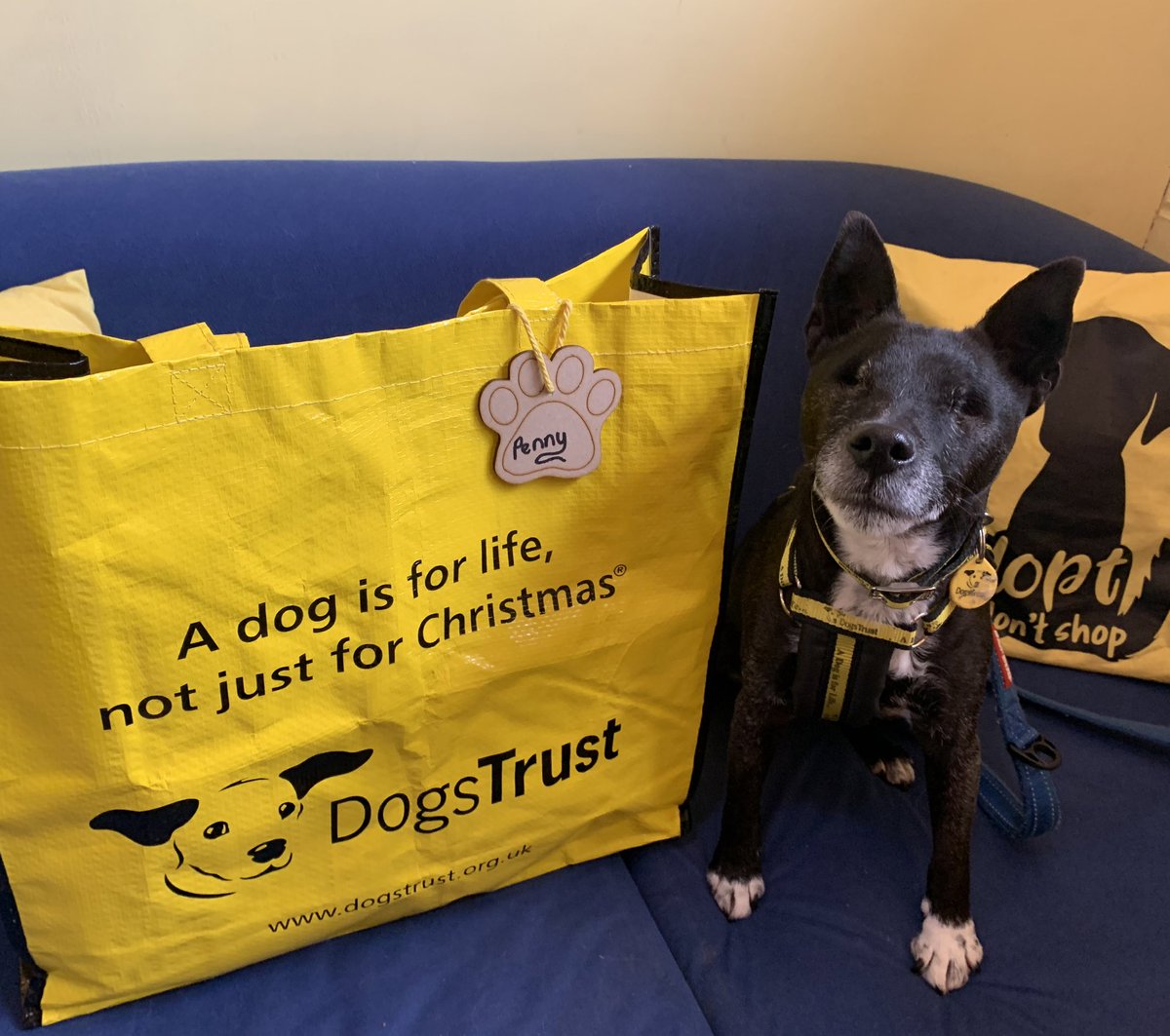 DT_WestCalder's tweet photo. Pretty Penny 🐶 said a bittersweet farewell to her foster brother 🐶 and pawrents as she packed her bag and headed off to her forever home 🏡 

@dogstrust #adoptdontshop #bagpacked #foster #homefromhome #happygirl https://t.co/RPnoyxVdBD