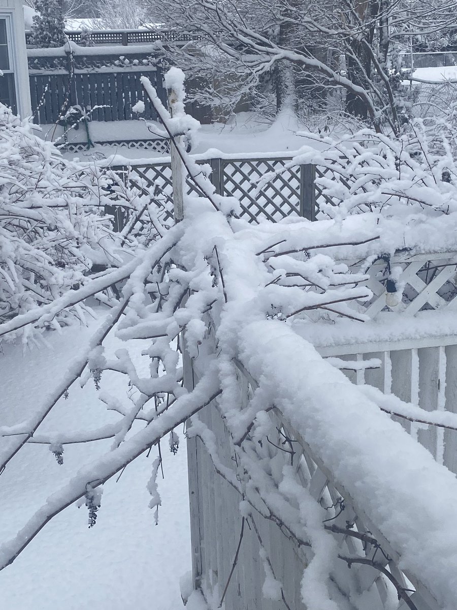 LouiseMartinCBC's tweet photo. Oh hi Springter. Still going strong I see.
#springter #smarch #SpringOnPEI https://t.co/3bn743ob0y