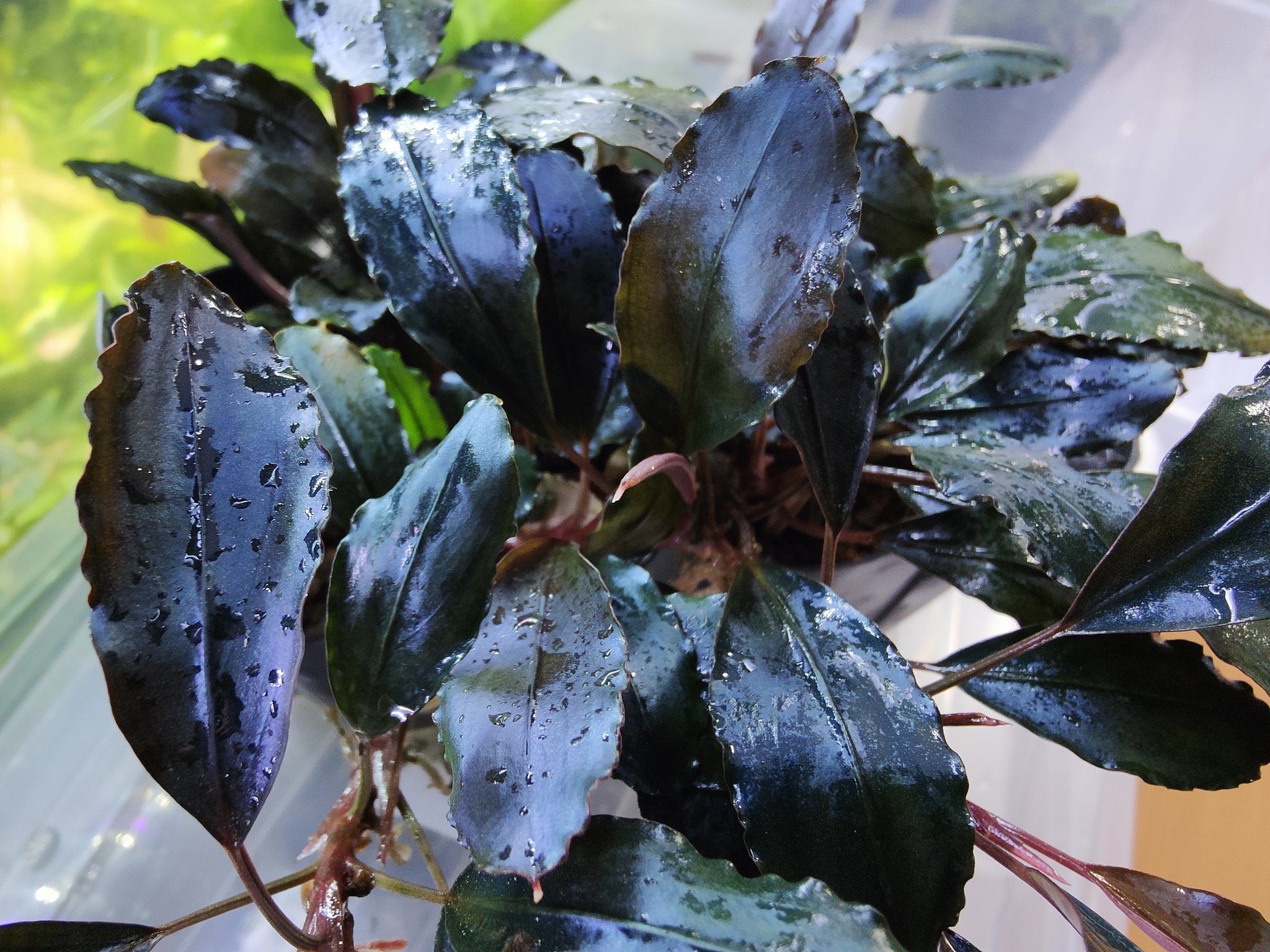 キボーデコ on X: 