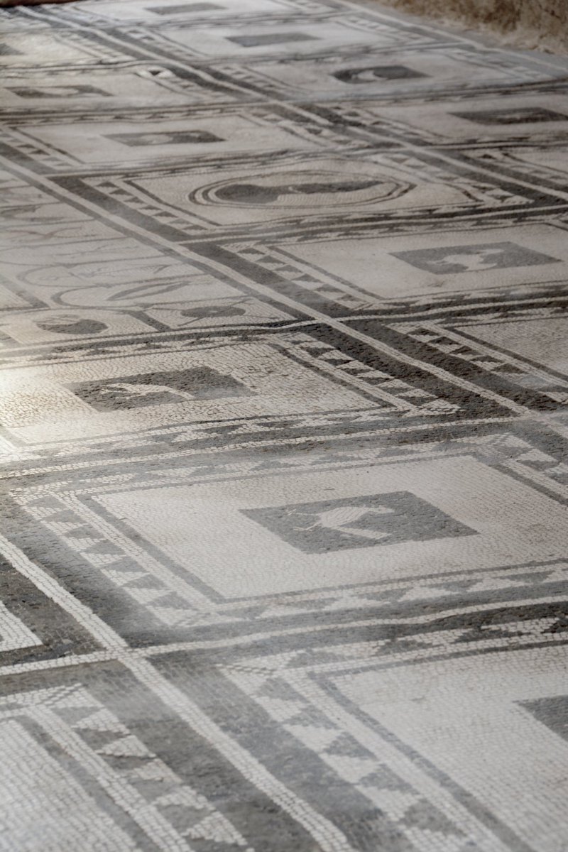 pompei79's tweet photo. Predominantly a monochrome mosaic but dotted with flashes of vibrant colour whether it is the red tongue of the panting guard dog, the greenery of the tree’s foliage or the turquoise of a peacock’s plumage. 
House of Paquius Proculus, #Pompeii 
#MosaicMonday https://t.co/Um4WhbFwmT