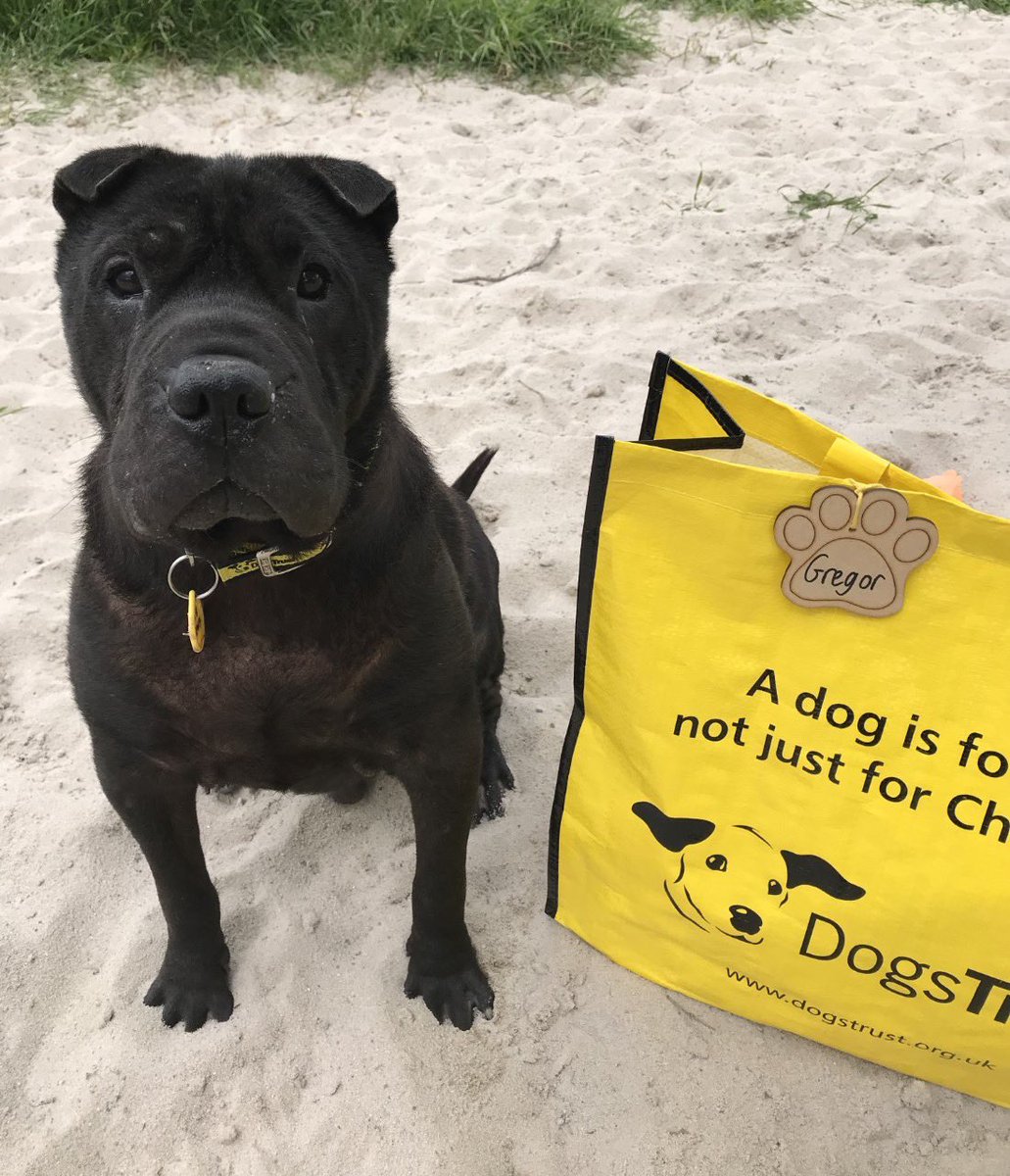 DT_WestCalder's tweet photo. Handsome Gregor 🐶 has been getting some much needed TLC in his foster home 🏡 at long last, this beautiful boy has found his happy furever after 🥰 today he got to pack his bag and head off to his new home 💛🐾

@dogstrust #adoptdontshop #foster #homefromhome #bagpacked #sharpei https://t.co/oFyfrVqhAm