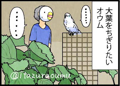 飼い主に止められることを分かってやってます。

🐤イタズラは見られてないときにするもの 