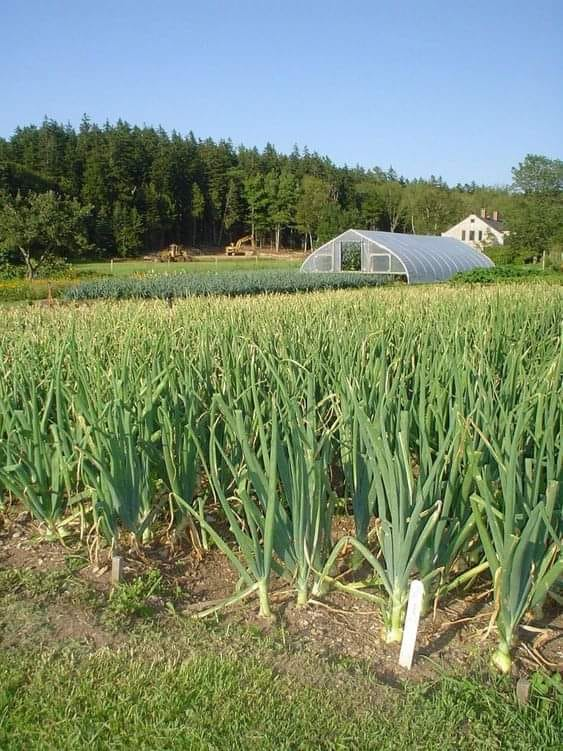 Modern onion farming is crucial for food security and economic growth. It can yield up to 30 tons per hectare, compared to traditional methods which gives 10 tons per hectare.
 #onionfarming #modernfarming #foodsecurity