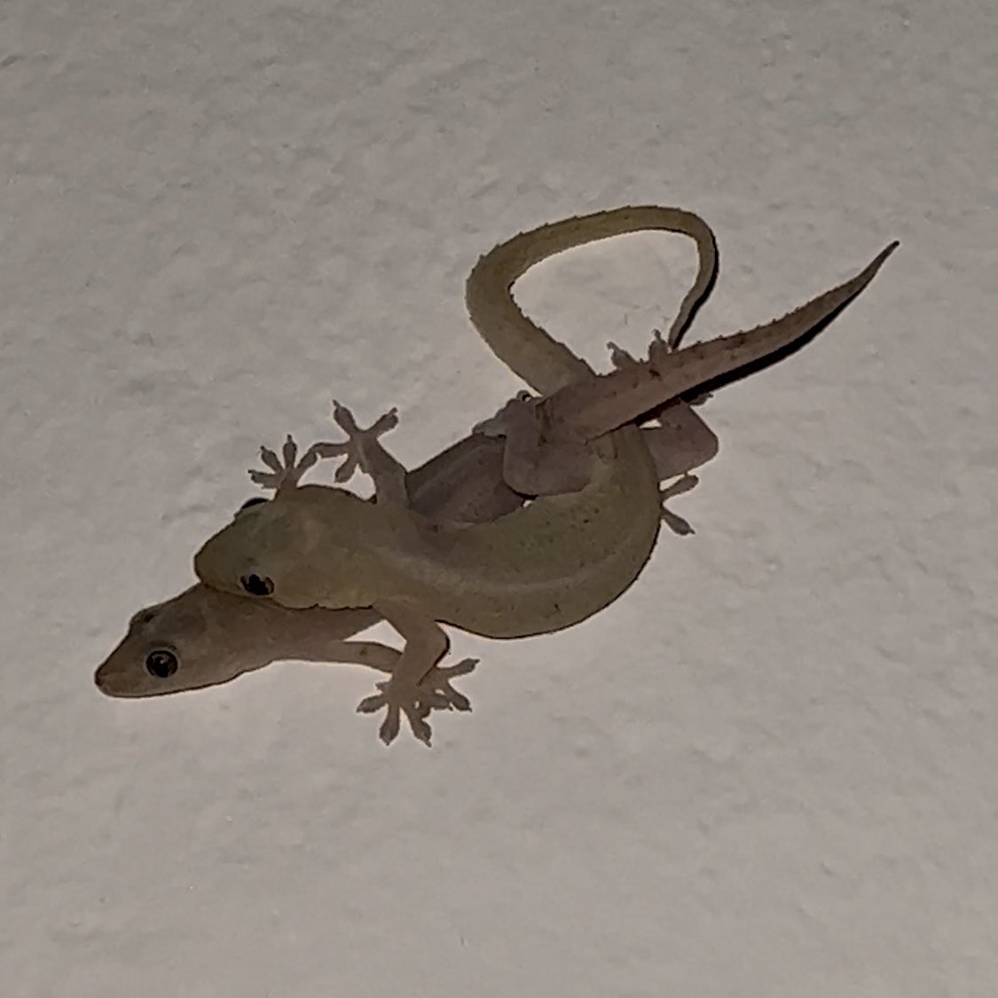 rubyqon_'s tweet image. Están empiernadas??