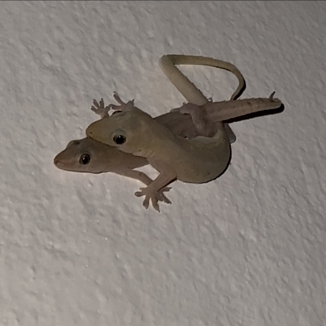 rubyqon_'s tweet image. Están empiernadas??