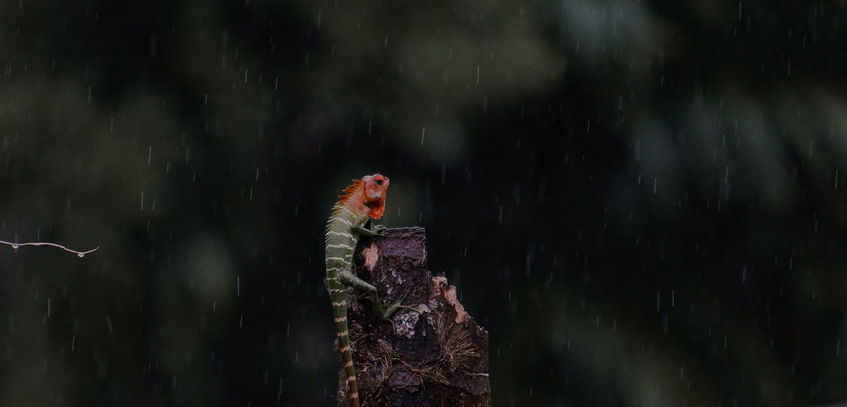 Isuru Ranasingha tweet media