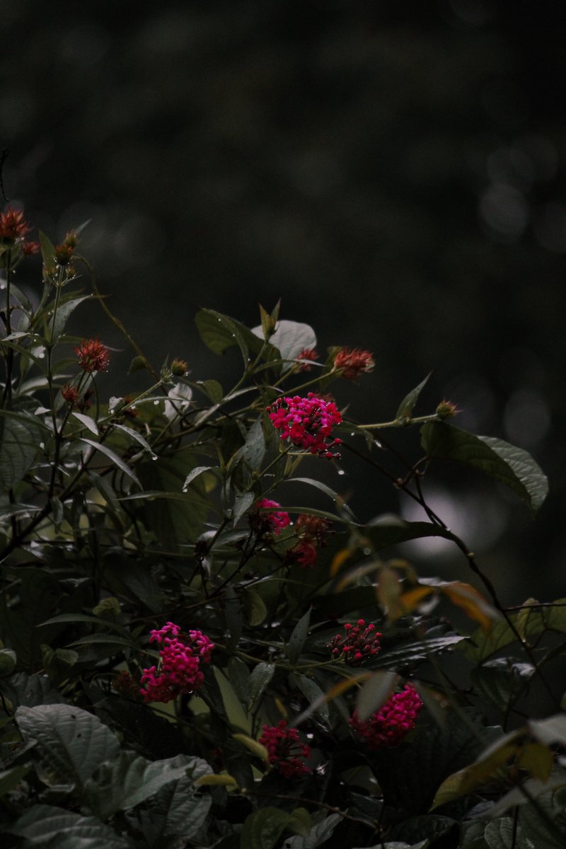 Isuru Ranasingha tweet media