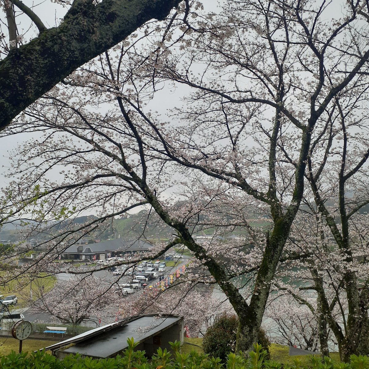 satolruu's tweet photo. #諶之丞まつり
の時は人 多いかも 笑っ

#た��らだの里 の桜🌸は
#環の湯 の露天風呂から
見るんが人気で
見るなら #温泉w

混んでわやーww

誰にも言いたくないwww

#諶之丞祭り の時は
駐車場が少ない 笑っ
役場とかに止めて,シャトルバス

行くと修羅場
面倒臭いから…祭前に もう見たwww
昼間に… https://t.co/RQq6TZa8nL