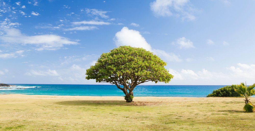 kdnuggets's tweet image. Learn more about these 2 critical #MachineLearning #Algorithms to help you better make an informed decision. kdnuggets.com/2022/02/random…