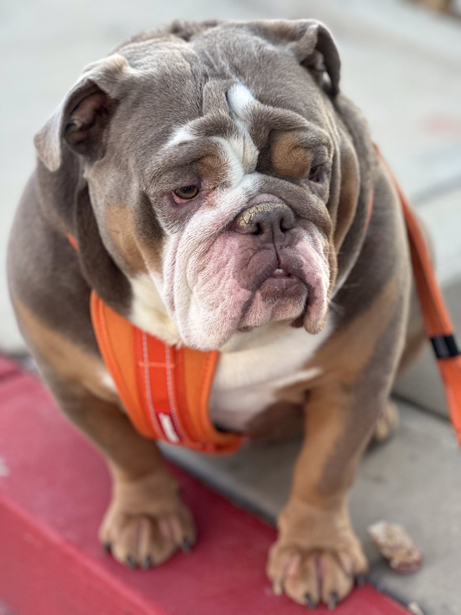 TBMgolf's tweet photo. Marley’sMondayTip:
✔️Accept people when they show U who they are!
✔️Accept situations for what they are!
✔️Accept not every action needs a reaction! #LifeLesson #MakesLifeEasier #BulldogQuote #CheckMark #Consistency #EverydayMotivation #OhMy https://t.co/9dQYapJiRl