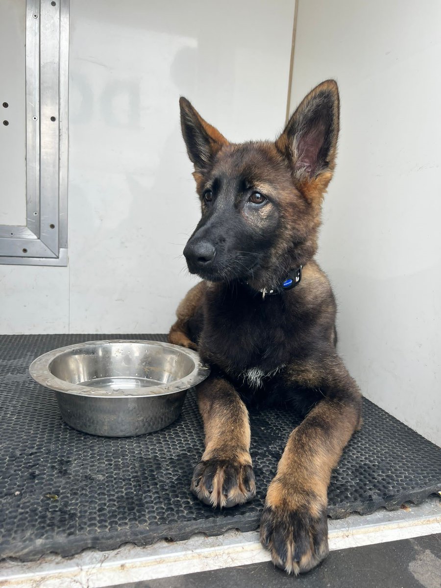 swpolice's tweet photo. Hip Hip-Paw-Ray! 

Join us in wishing TPD Nala a happy first birthday 🥳.

Nala is doing really well in her training, and we’ll hopefully see her become a fully trained police dog later in the year 🤩.

Penblwydd hapus, little superstar! https://t.co/SEF4EwjfvT