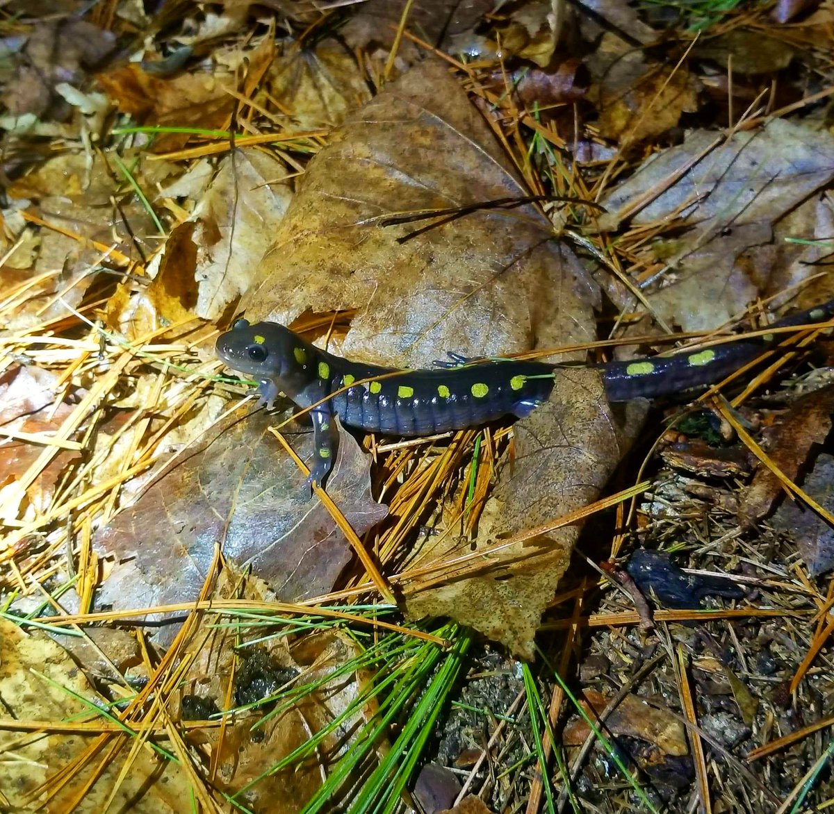 It’s almost spring cleaning time, so remember to #LeaveTheLeaves! Many species of amphibians, reptiles, and invertebrates will continue to use leaf litter in early spring for their dormancy period. If possible, wait until late spring to clean up your yard!

📸: Joey Cannizzaro