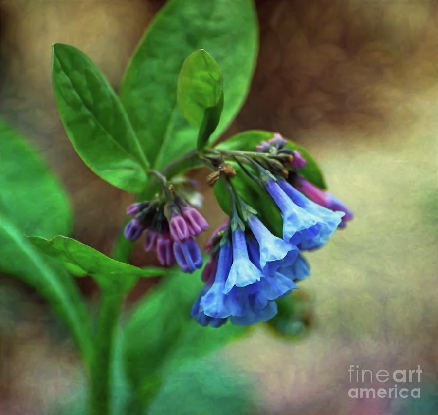 KerriFar's tweet photo. "Spring unlocks the flowers to paint the laughing soil." - Bishop Reginald Heber - https://t.co/K7YrKCKtxz ~ #VirginiaBluebells #SpringFlowers ~ https://t.co/oY8GO2GXAz - #NewRiverNature #SpringSensations https://t.co/jVSR0n1gJB