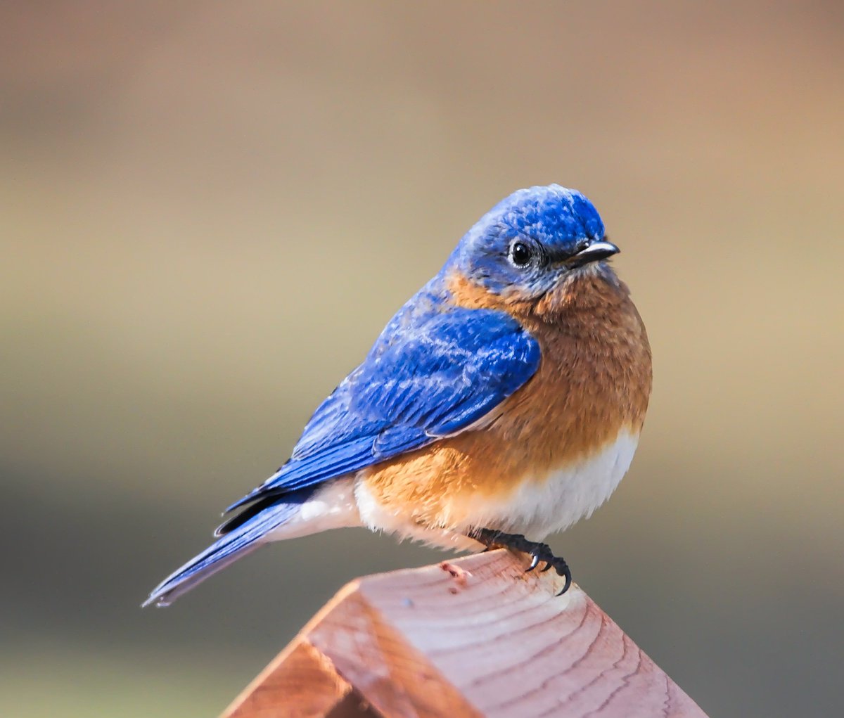 RE_Appraisals's tweet photo. Spring 2023: Eastern Bluebirds Return to Caledon - https://t.co/gBuQc2fzmn
Caledon's Eastern Bluebirds have retu... https://t.co/tpMEnbPfks