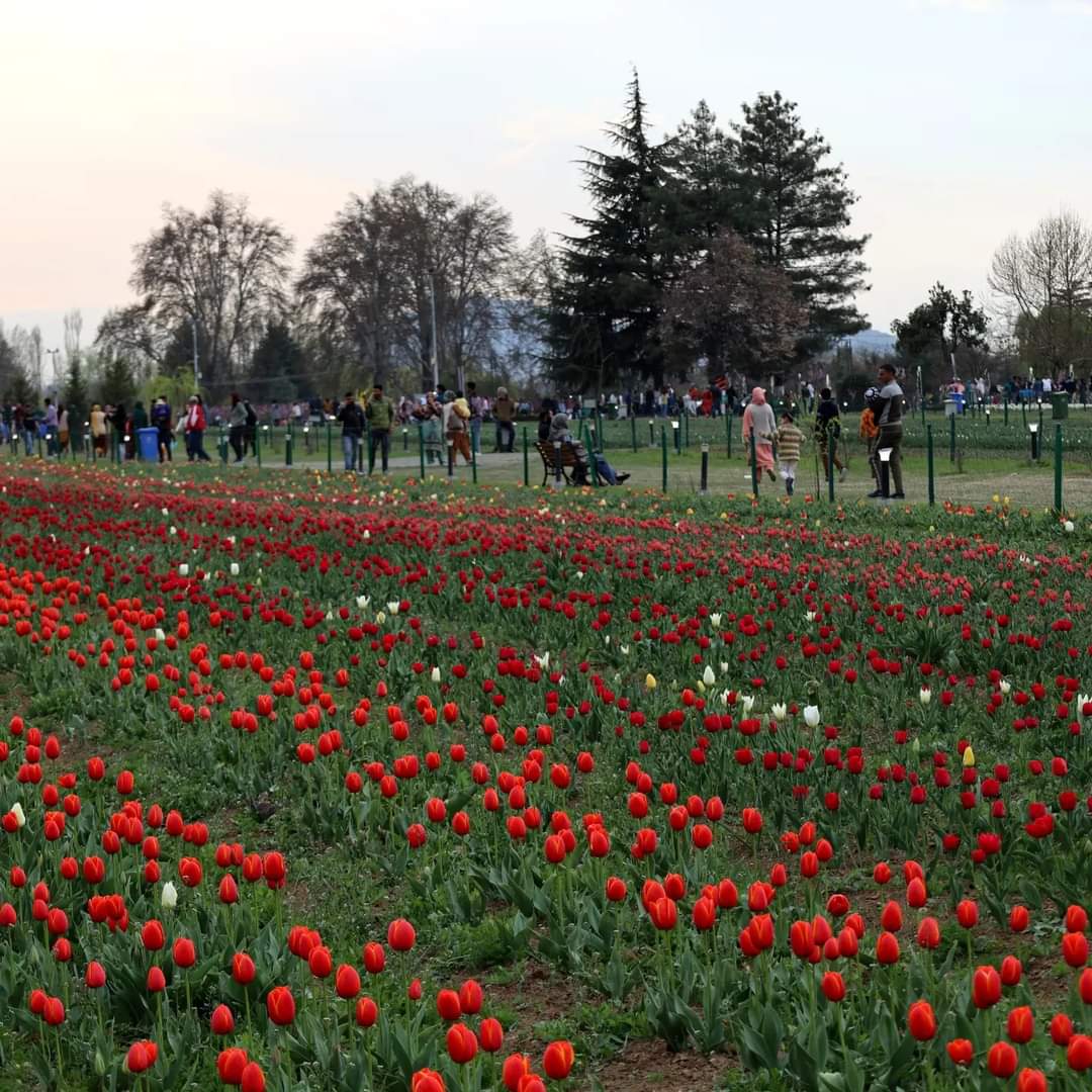 Explorekashmir6's tweet photo. Tulip Garden kashmir ❤️
#tulips #kashmir #jktourism #kashmirtourism #beingkashmiri #triptocommunity #natgeo #discoverindia #garden https://t.co/ZuXb3GTuoj