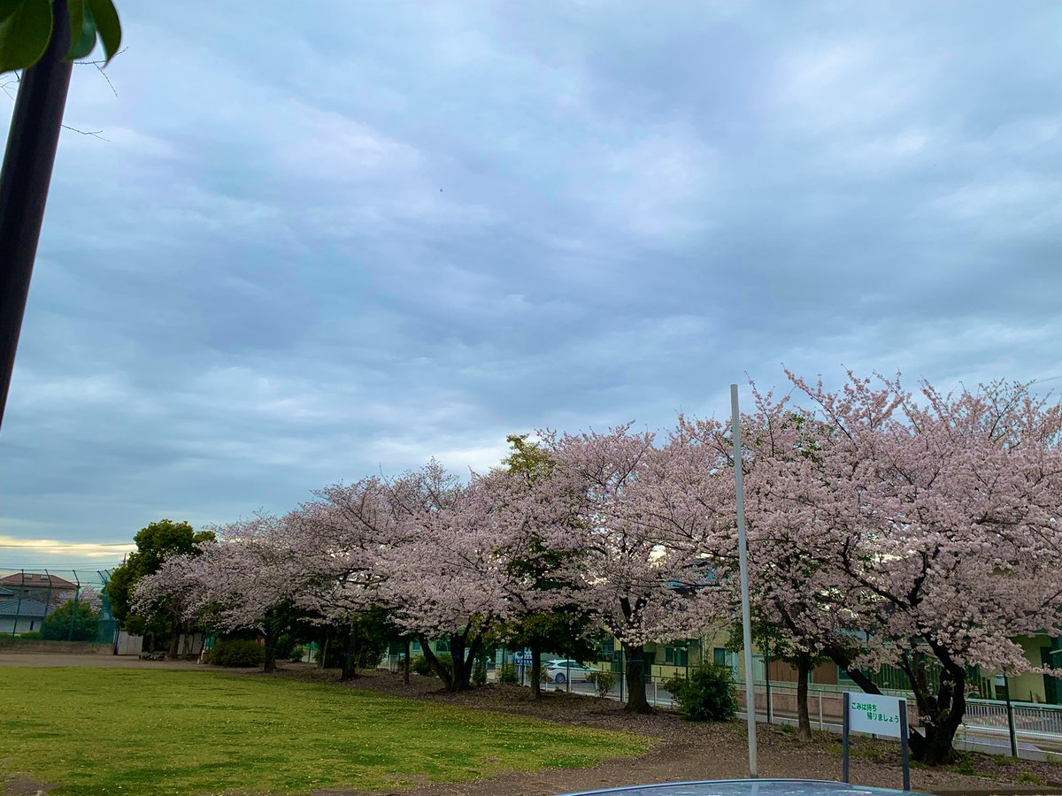 今日の西藤中央公園の様子です。あっという間にほぼ満開🌸‼️曇り空続きで午後はまだ肌寒さを感じます。お出かけの際は上着を持参でね、足元にも気をつけてどうぞ…！