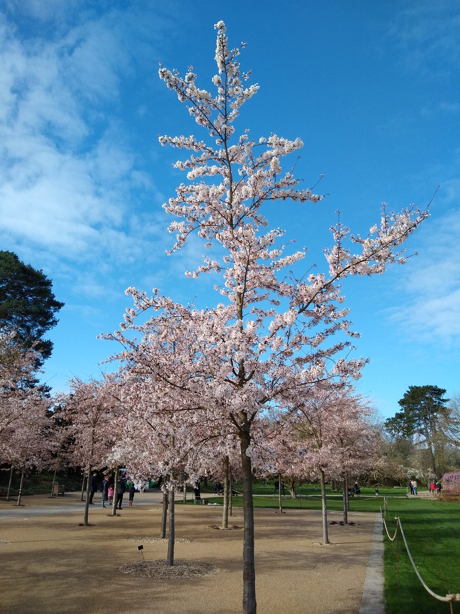 TerryDuckmanton's tweet photo. The beautiful and not so beautiful sides of @RHSWisley. The Department for Making Roads Bigger has been cutting down trees and generally messing up the area all in the name of 'Improving Your Journey'. I don't see how ripping up the place I am visiting is improving my journey. https://t.co/26Ggzan5Tq