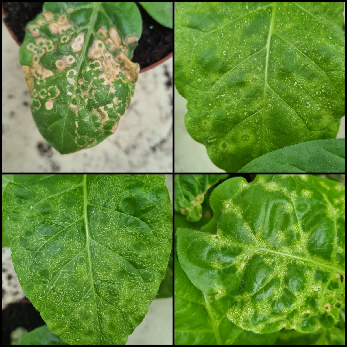 Tobacco is not healthy 

#plantpathology #plantsci #plantscience #Nicotianatabacum #MondayMood