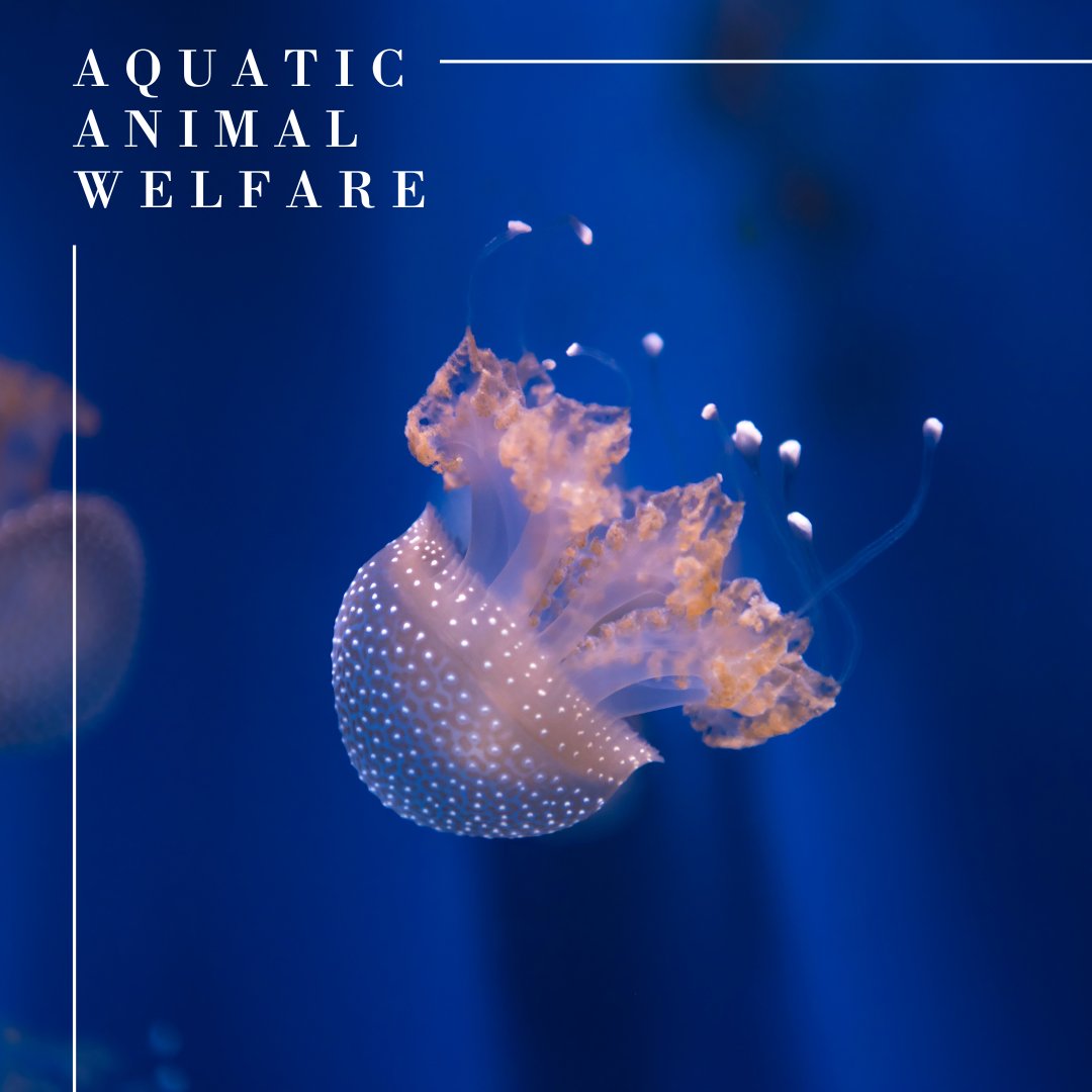 Do you know what the 5 pillars of aquatic animal welfare are? The AAA has defined them as Enriched Environment, Feed Composition &amp; Feeding, Space Requirements &amp; Stocking Density, Water Quality and Stunning &amp; Slaughter. We support the protection of all aquatic animals.