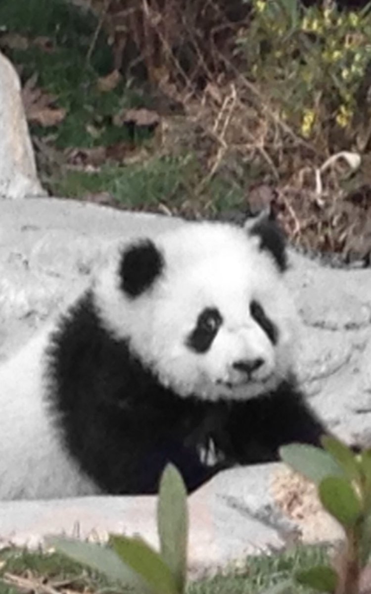 faustian000's tweet photo. @crustilye I used to do it and it was the most exhausting thing I have ever done in my life. Pandas this age are the most needy, attention seeking, demanding, naughty creatures and yes, I would do it again in a heartbeat. This was my last one before Covid. https://t.co/sqdU2kG7FQ