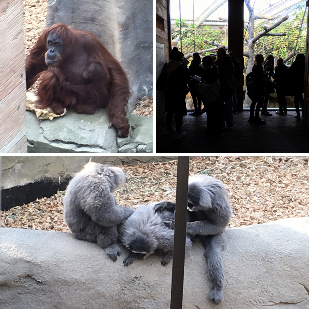 🦧 | Year 8 students enjoyed their visit to <a href="/chesterzoo/">Chester Zoo</a> last week. Highlights included seeing an #Orangutan with her baby as well as lots of other animals.