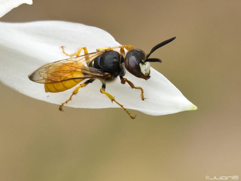 Además de para alertar sobre su veneno, los colores de la ♀️ del lobo europeo de las abejas Philanthus triangulum tienen otra función: el amarillo del abdomen refleja la luz y refrigera el cuerpo, mientras que el oscuro del tórax ayuda a conservar el calor de la musculatura alar.