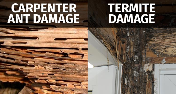 Pestsguide_com's tweet photo. Carpenter Ant Damage vs Termite Damage
https://t.co/mwp9vcIYl9
#termite #termitebarriers #pestsguidecom #ants #homeinspection https://t.co/Qqd67YXe3S