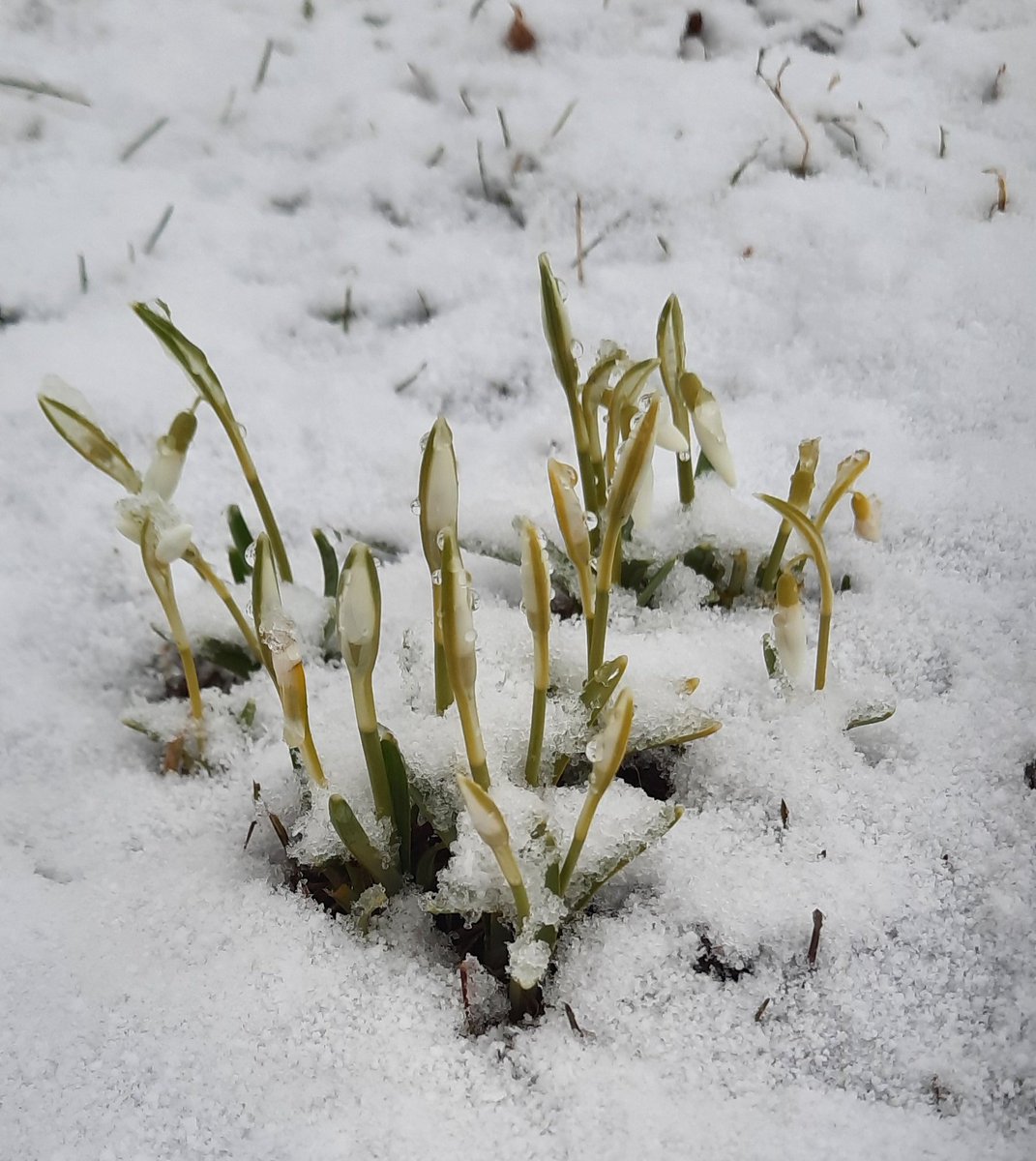 jenedwardss4's tweet photo. Brave little snowdrops
#firstspringflowers https://t.co/M6tWO0p4wZ