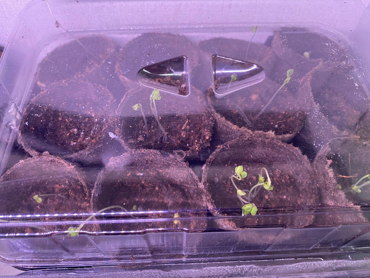 Meghan Stevens-Legault tweet media