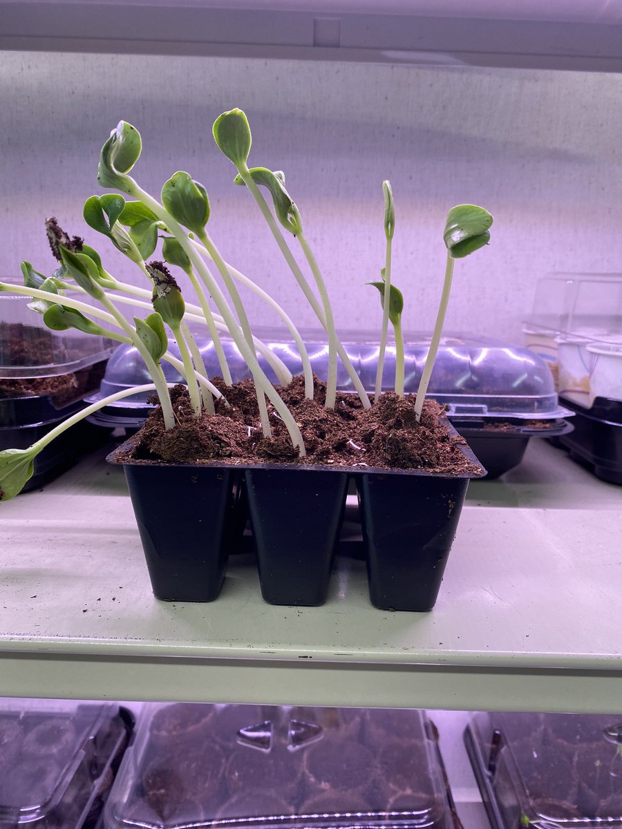 Meghan Stevens-Legault tweet media