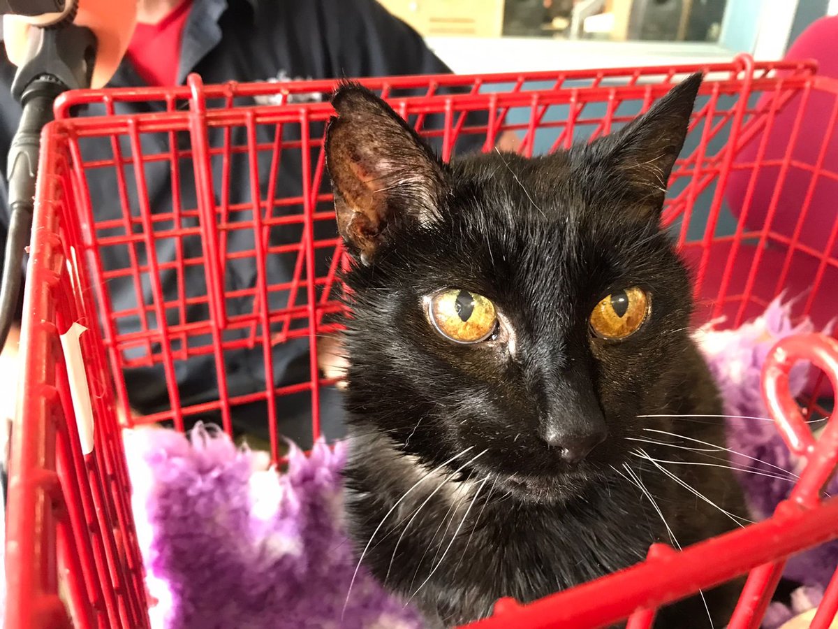 Got to interview Oopsie today! She's looking for her forever home... 
<a href="/GSPCA/">gspca</a>