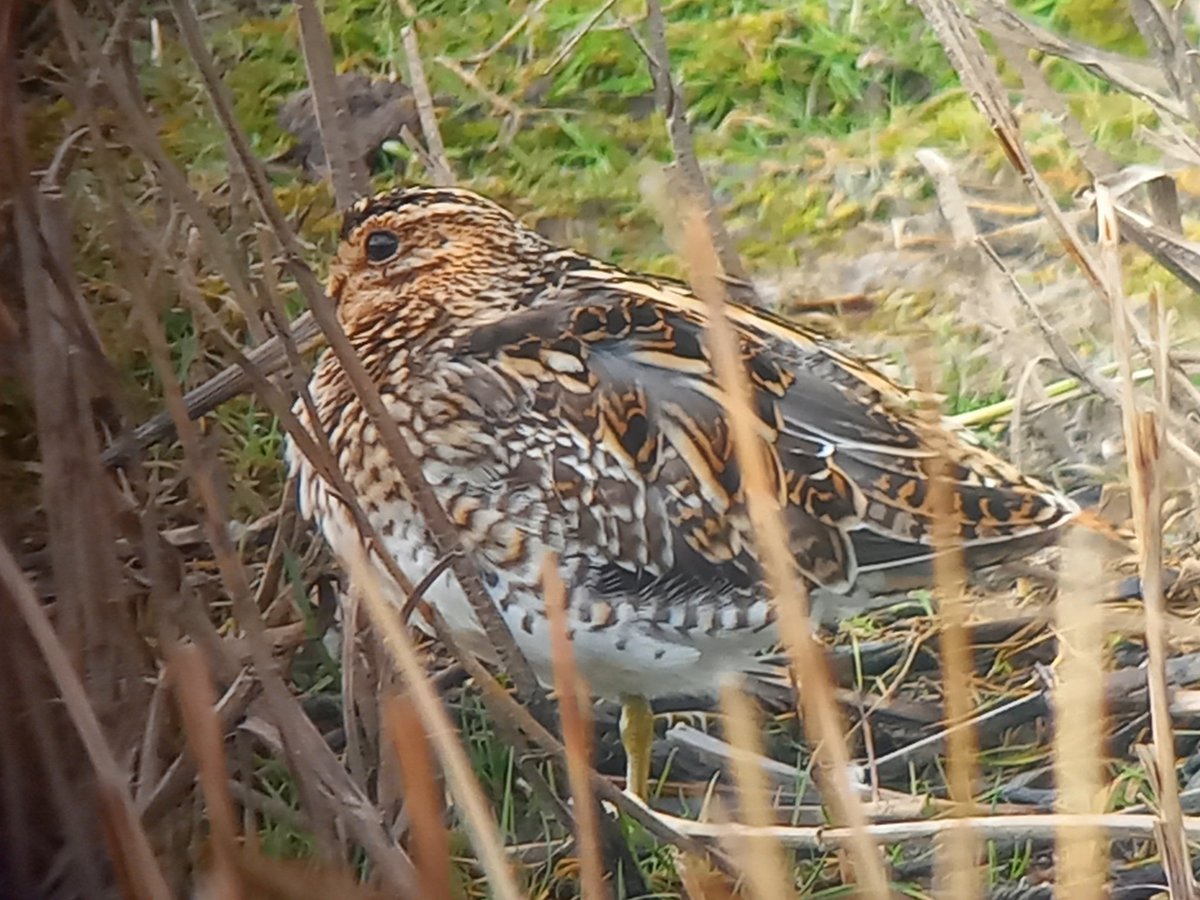 MATPEAK's tweet image. Solitary Snipe this morning at @Natures_Voice RSPB #Marshside Plenty of other birds to see including Water Pipits