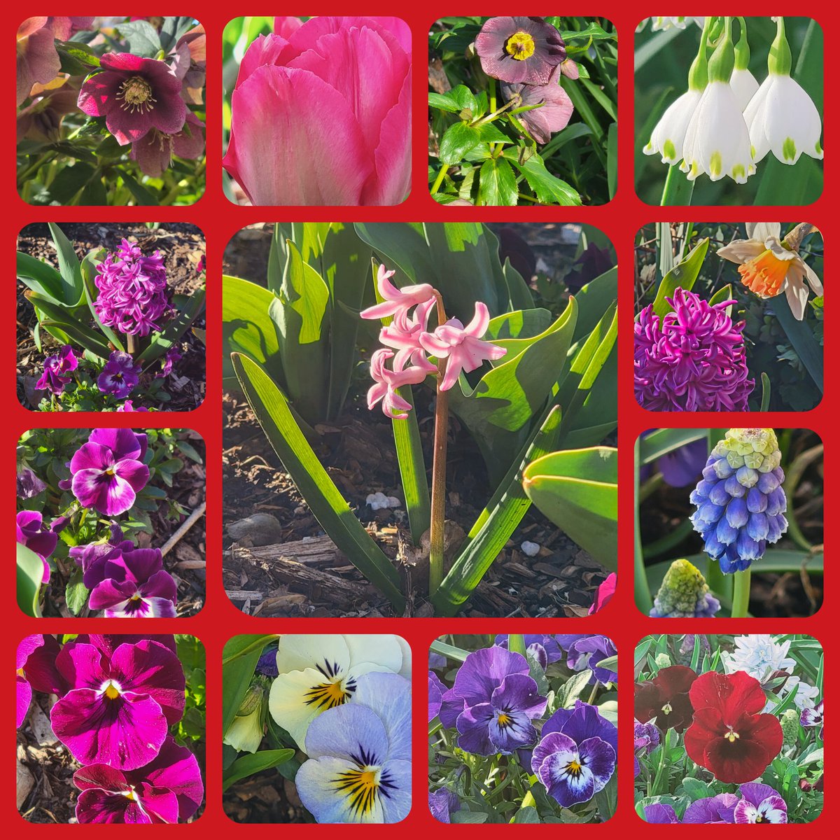 Spring break April 1-9 in Fairfax and Arlington County is coming up... Make sure to reserve your pet care! 

#SpringBreak2023 #springhassprung
#Spring