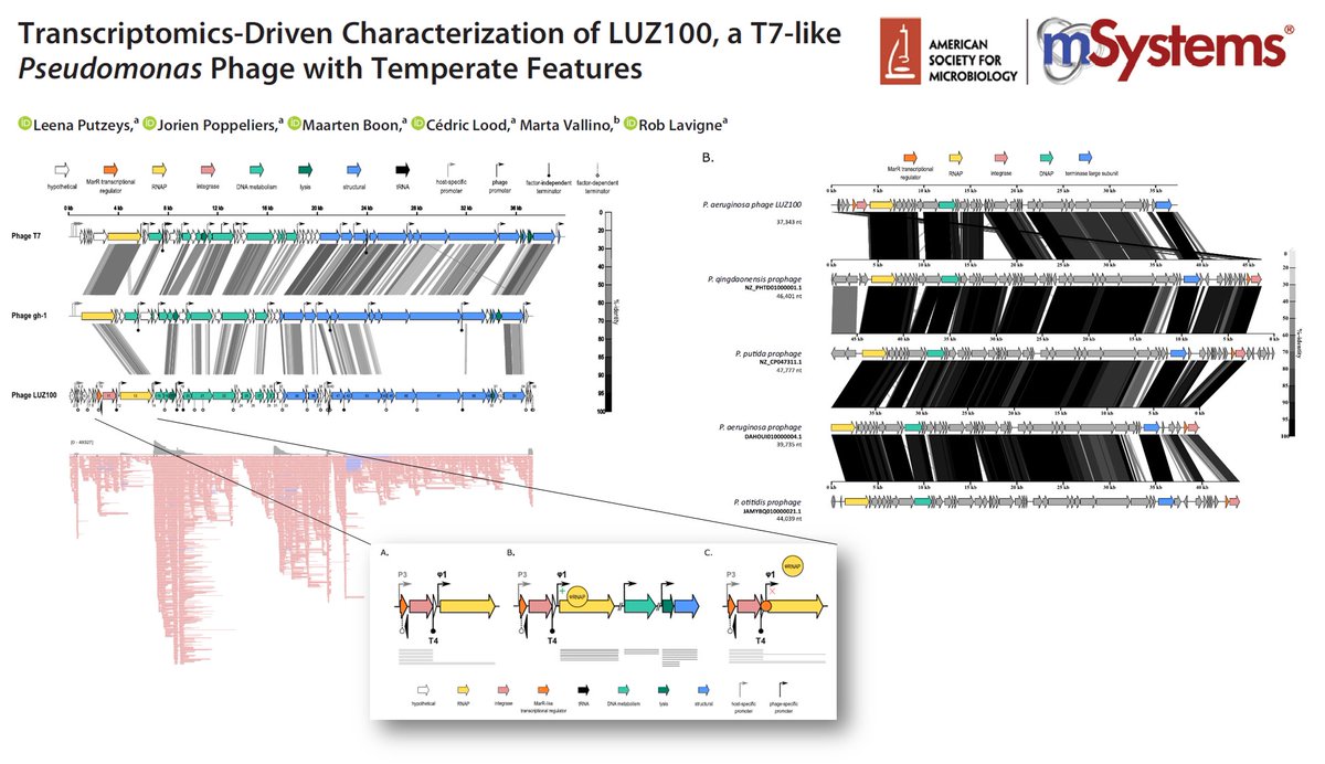 Rob Lavigne (@roblavigne1) on Twitter photo #transcription map of T7-like #Pseudomonas #phage #analysis shows temperate features (MarR-type regulator.
More Added value for our <a href="/nanopore/">Oxford Nanopore</a>
ONT-cappable-seq. <a href="/ERC_Research/">European Research Council (ERC)</a> #bionicbacteria
#publication <a href="/ASMicrobiology/">ASM</a> mSystems:
bit.ly/3FU6T0D
#genome #transcriptome #transcription map of T7-like #Pseudomonas #phage #analysis shows temperate features (MarR-type regulator.
More Added value for our <a href="/nanopore/">Oxford Nanopore</a>
ONT-cappable-seq. <a href="/ERC_Research/">European Research Council (ERC)</a> #bionicbacteria
#publication <a href="/ASMicrobiology/">ASM</a> mSystems:
bit.ly/3FU6T0D
#genome #transcriptome