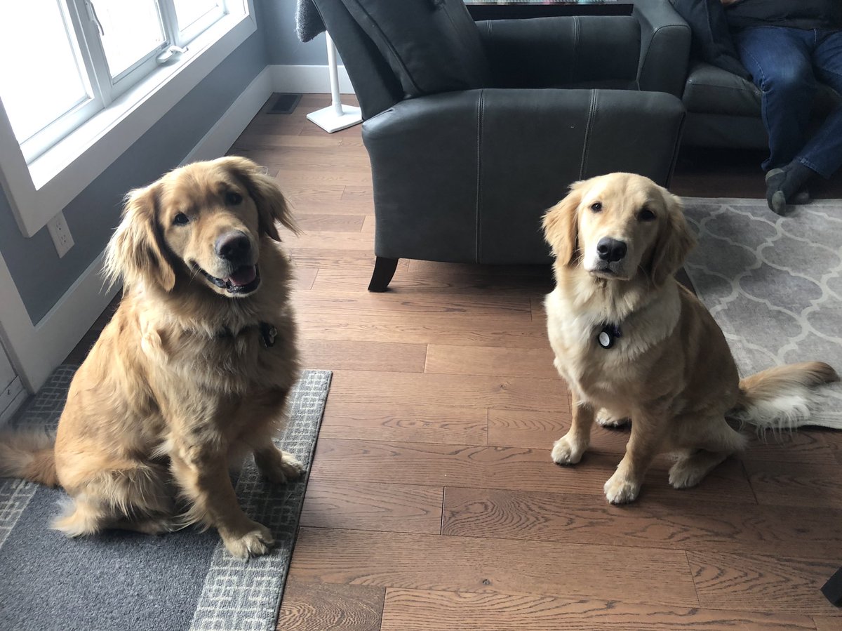 Benson & Bowie aka The Beans tweet media