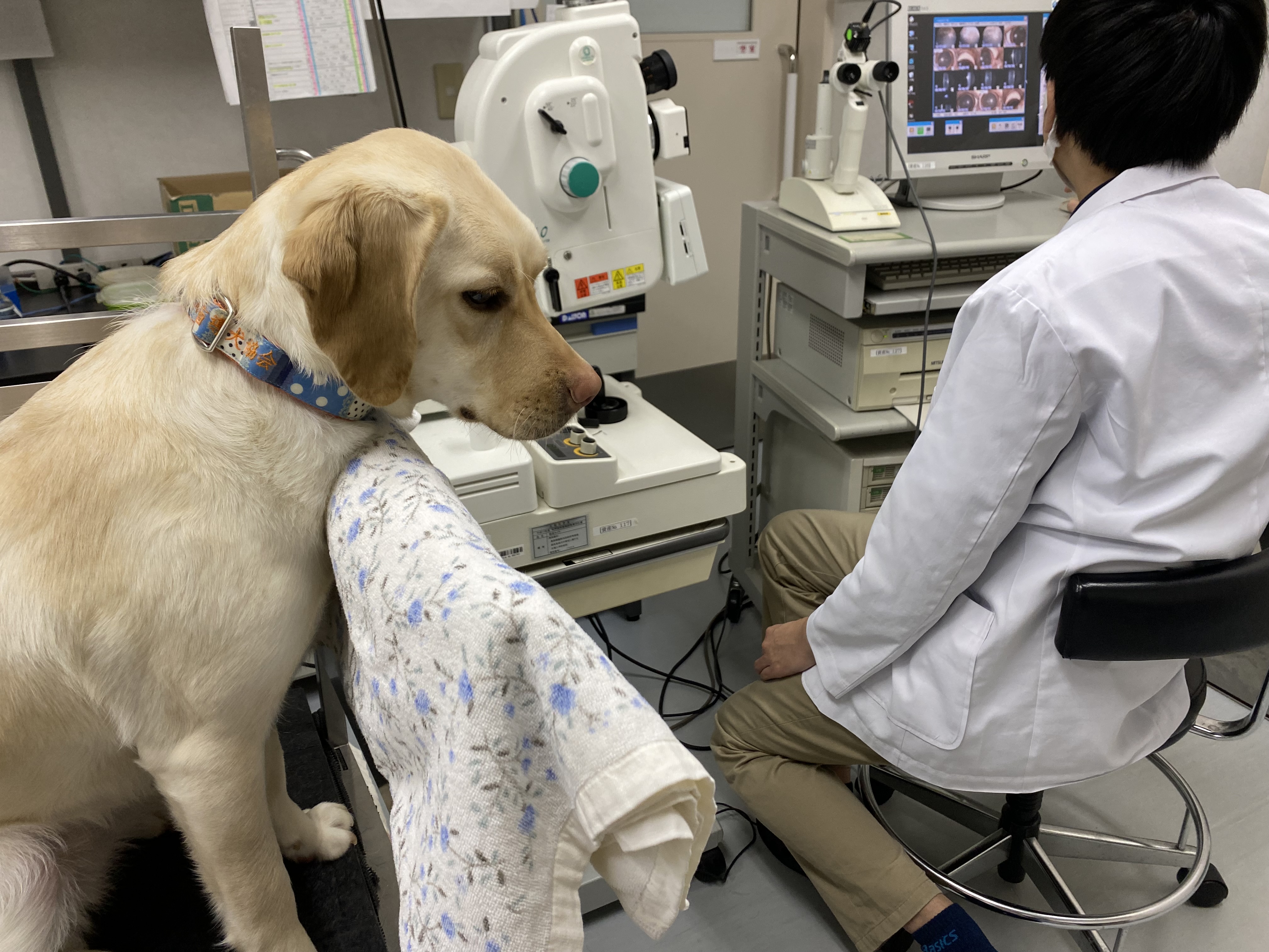 公財）北海道盲導犬協会 (@HGDA_moudouken) / Twitter