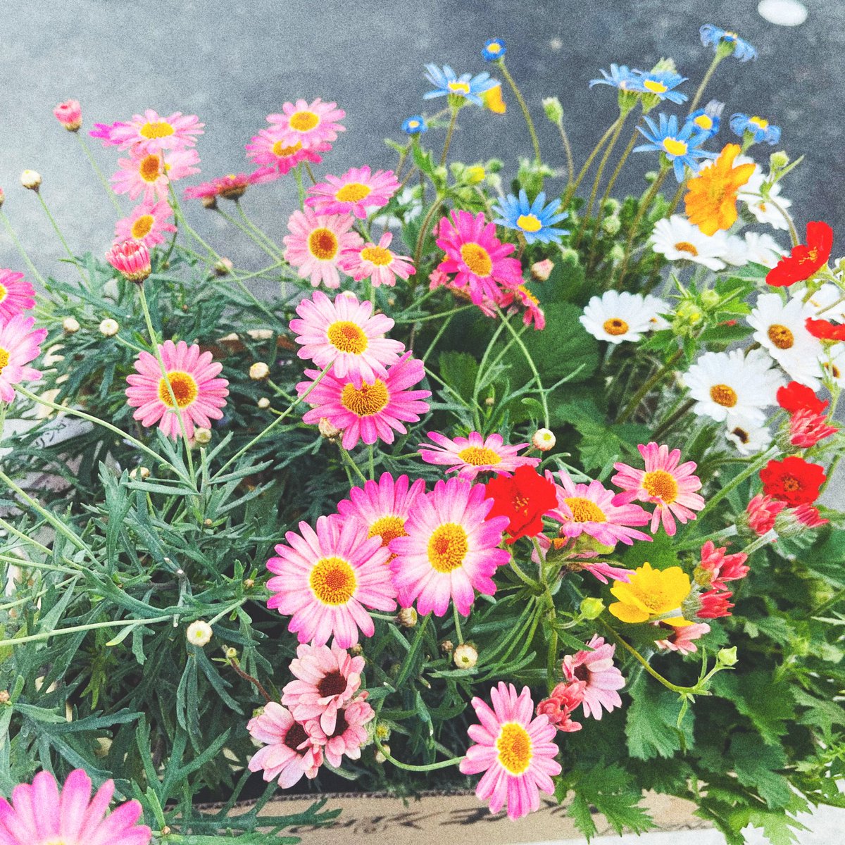 underthe2ree's tweet photo. お花買う。 https://t.co/auhHMLOfHJ