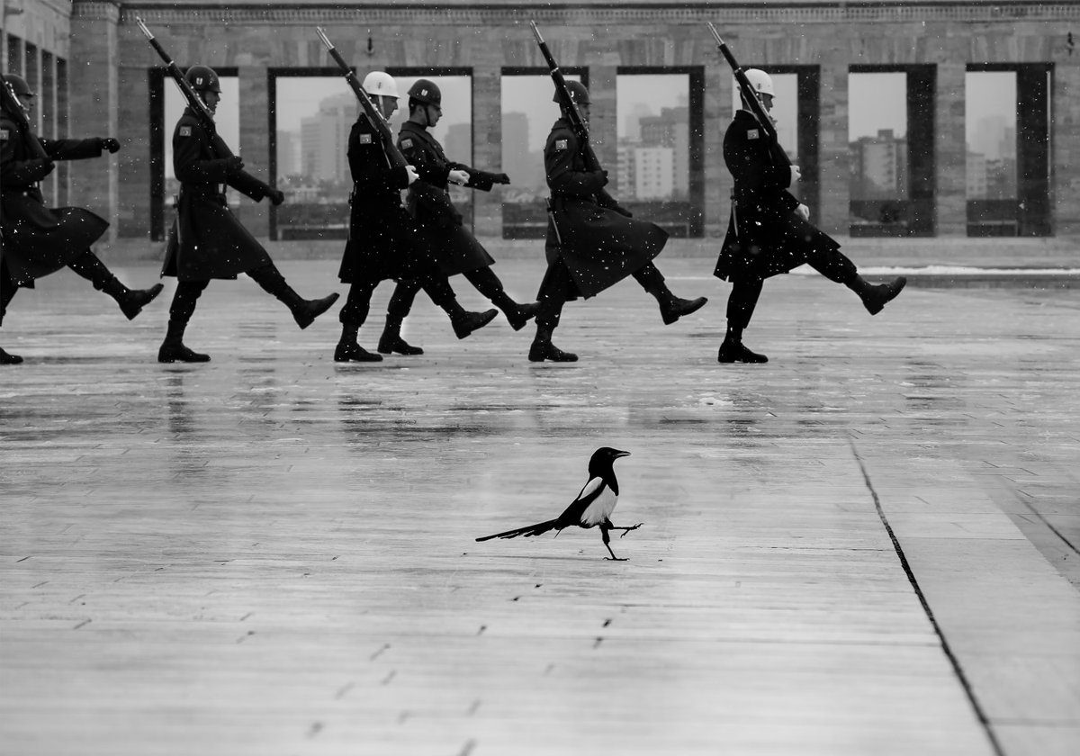 Magpie and Soldier
📷by Fatih Çindemir
