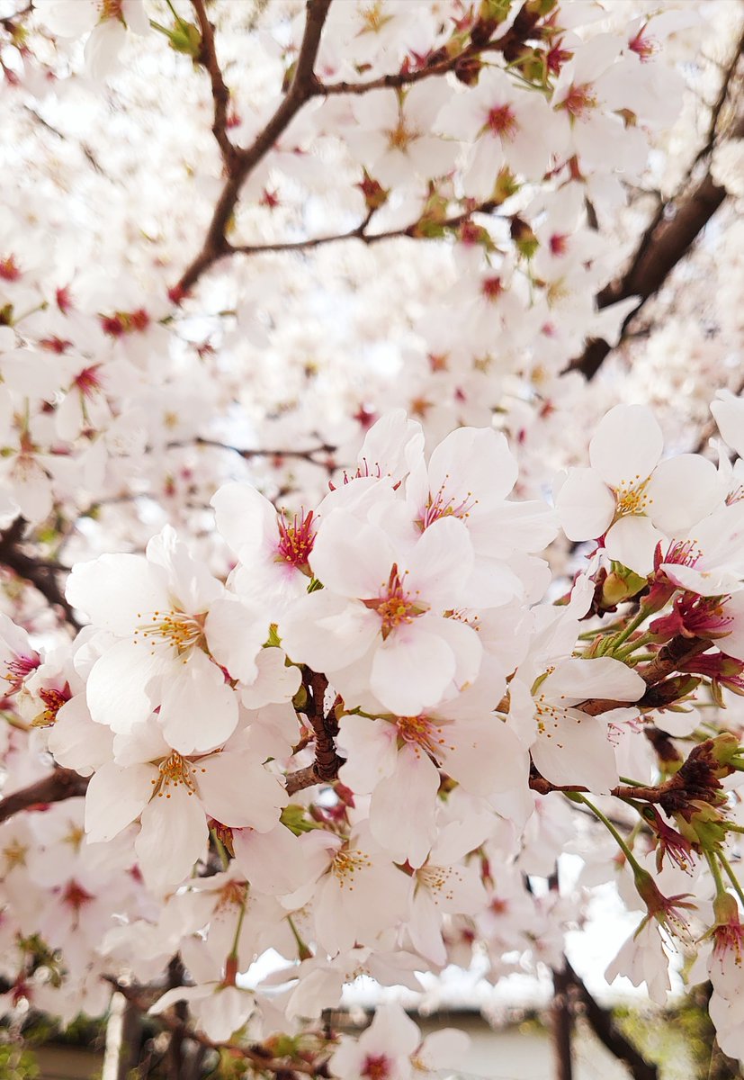 「たまたま桜が咲いてるのをみて普段なら「お手軽花見じゃい!」って思うのにサトピカ卒」|がちゃわちゃのイラスト