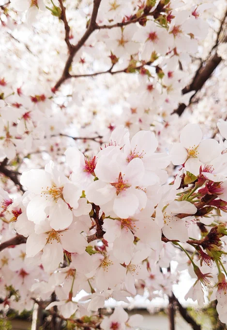 たまたま桜が咲いてるのをみて普段なら「お手軽花見じゃい!」って思うのにサトピカ卒業の傷が深すぎて桜見るだけで鬱になる 